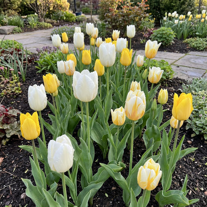 White and Yellow Tulip Flower Seeds for Vibrant Garden Planting