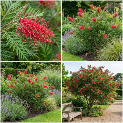 Red Grevillea Robusta Flower Seeds for Planting