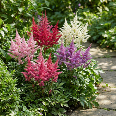 Astilbe Flower Seeds Planting Mix