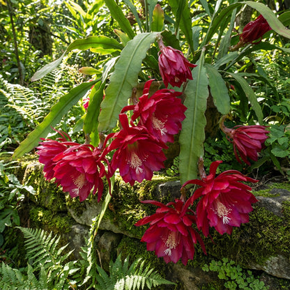 Red Epiphyllum Oxypetalum Flower Planting - Seeds for Stunning Night-Blooming Cactus in Your Garden