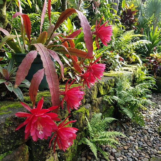Red Epiphyllum Oxypetalum Flower Planting - Seeds for Stunning Night-Blooming Cactus in Your Garden