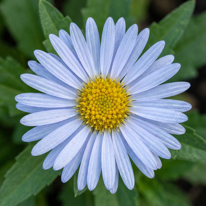 Sky Blue Aster Seeds for Your Garden Planting