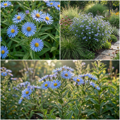Sky Blue Aster Seeds for Your Garden Planting