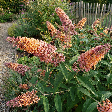 Orange Pink Buddleia Flower Seeds for Planting