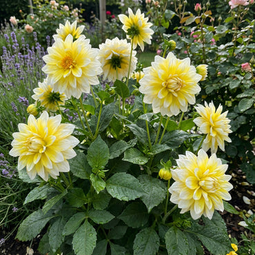 Yellow and White Dahlia Flower Seeds for Planting