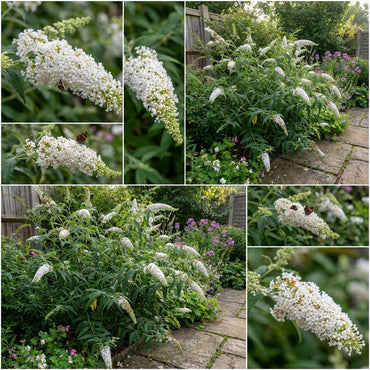 Buddleia Flower Seeds Planting White