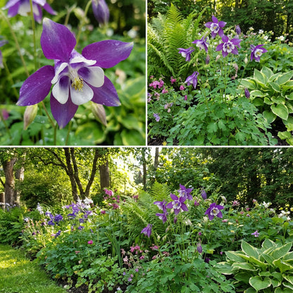 Purple & White Aquilegia Flower Seeds for Planting