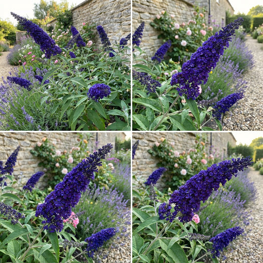 Dark Blue Buddleia Flower Seeds for Easy Planting