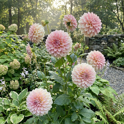 Pink and White Dahlia Flower Seeds for Planting