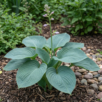 Hosta-Samen zum Pflanzen – Erbstück, Nicht-GVO, Mehrjährige Schattenpflanze, Hosta-Arten Laubsorten