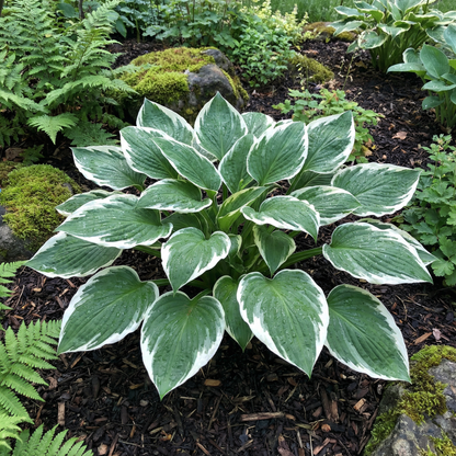 Hosta-Samen zum Pflanzen – Erbstück, Nicht-GVO, Mehrjährige Schattenpflanze, Hosta-Arten Laubsorten