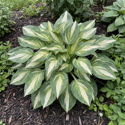 Hosta-Samen zum Pflanzen – Erbstück, Nicht-GVO, Mehrjährige Schattenpflanze, Hosta-Arten Laubsorten