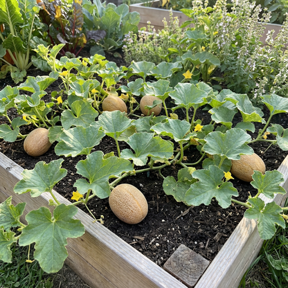 Karamel Melon Seeds – Sweet, Golden Melons for Summer Gardens