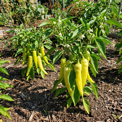 Sweet Banana Pepper Capsicum annuum Seeds for Planting vegetable patch kitchen garden