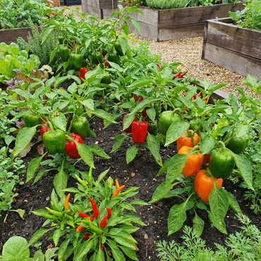Santa Fe Grande Pepper Capsicum annuum Seeds for Planting vegetable patch home garden