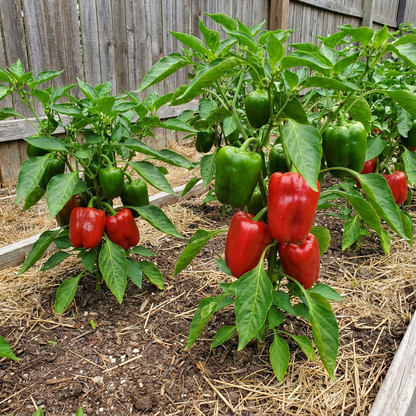 Santa Fe Grande Pepper Capsicum annuum Seeds for Planting vegetable patch home garden