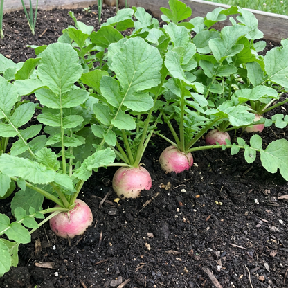 Watermelon Radish Raphanus sativus Seeds for Planting vegetable patch salad bed