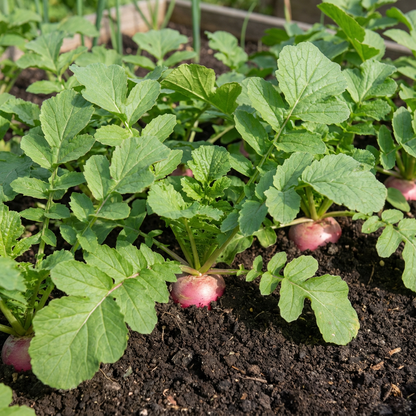Watermelon Radish Raphanus sativus Seeds for Planting vegetable patch salad bed