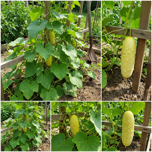 Chinese Yellow Cucumber Seeds – Rare Heirloom Vegetable