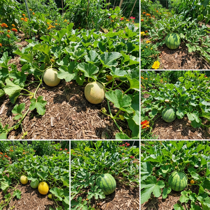 Melon Seeds – Sweet, Refreshing Melons for Summer Harvests