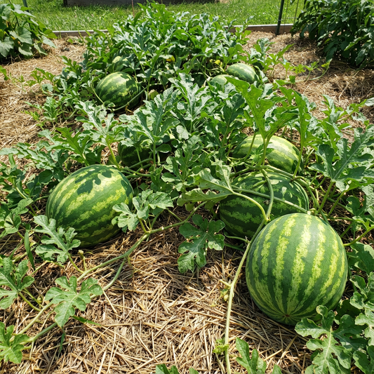 Giant Watermelon Seeds – Sweet, Juicy Watermelons for Summer Gardens