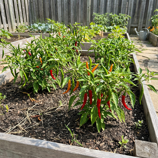 Cayenne Long Red Hot Pepper Seeds – Spicy, Hot Peppers for Your Garden