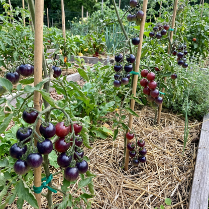 Blue Berries Tomato Seeds – Unique, Sweet Blue Tomatoes for Your Garden