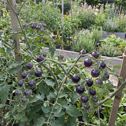 Blue Berries Tomato Seeds – Unique, Sweet Blue Tomatoes for Your Garden