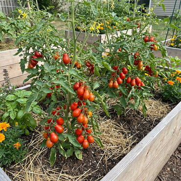 Heidi Tomato Seeds – Small, Sweet, Heirloom Tomatoes for Your Garden