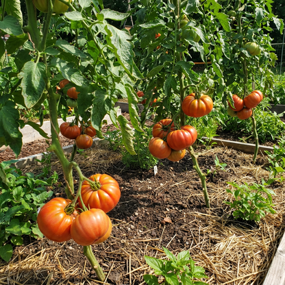 Vecchio Wyandotte Tomato Seeds – Unique, Heirloom Tomatoes for Flavorful Harvests