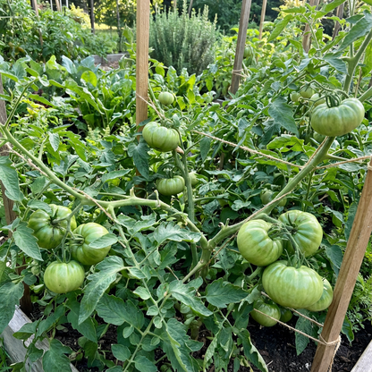 Rubys German Green-Pomodoro Seeds – Rare, Heirloom Tomatoes with Rich Flavor