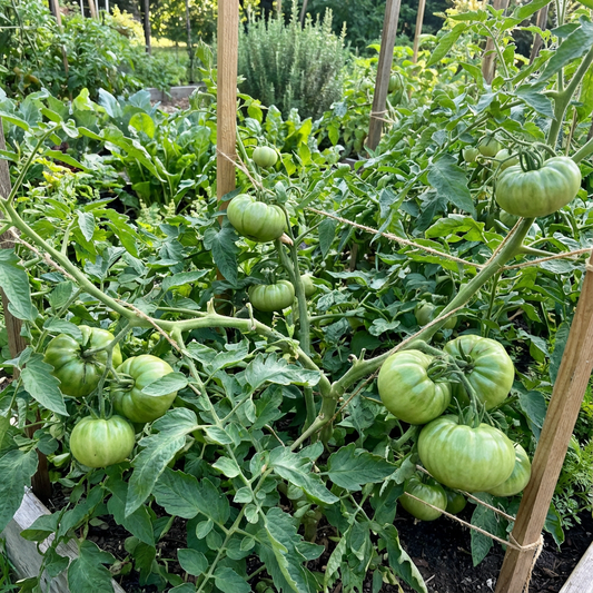 Rubys German Green-Pomodoro Seeds – Rare, Heirloom Tomatoes with Rich Flavor