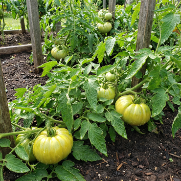 Rubys German Green-Pomodoro Seeds – Rare, Heirloom Tomatoes with Rich Flavor