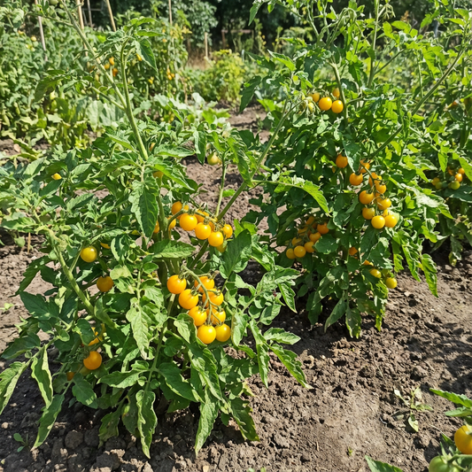 Aunt Ruby's Yellow Cherry Tomato Seeds – Heirloom, Sweet, and Juicy Tomatoes for Your Garden