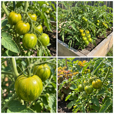 Green Zebra Tomato Seeds – Heirloom, Tart Green Tomatoes for Your Garden