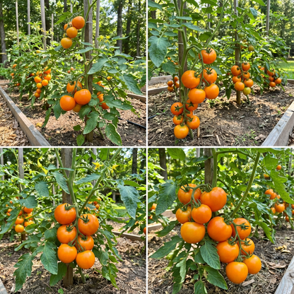 Amana Orange Tomato Seeds – Sweet, Juicy Orange Tomatoes for Your Garden