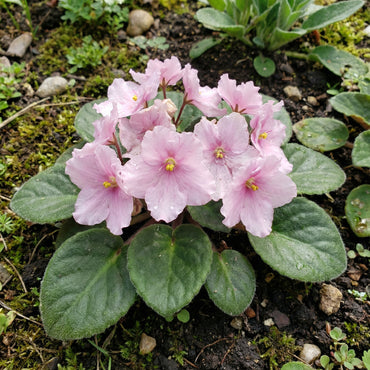 Light Pink African Violet Flower Seeds for Unique Ground Cover