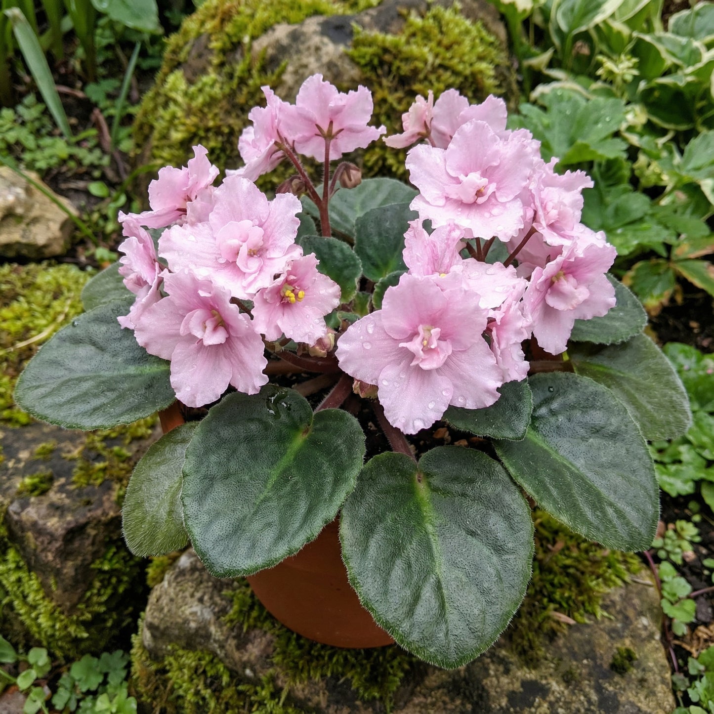 Light Pink African Violet Flower Seeds for Unique Ground Cover