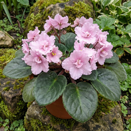 Light Pink African Violet Flower Seeds for Unique Ground Cover