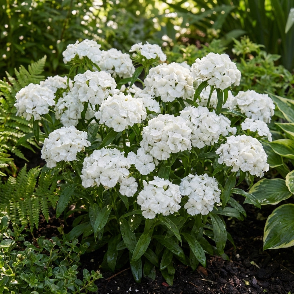 White Dianthus Flower Seeds Planting Pure
