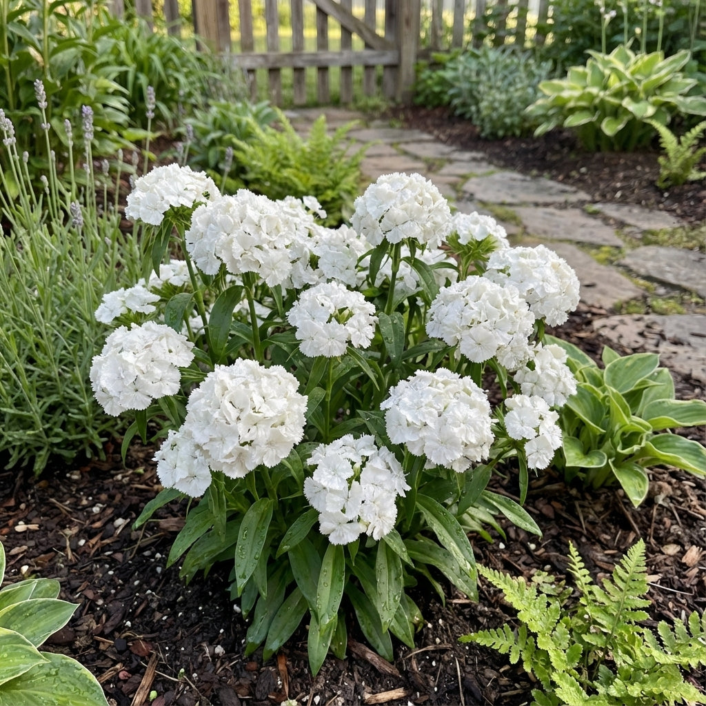 White Dianthus Flower Seeds Planting Pure