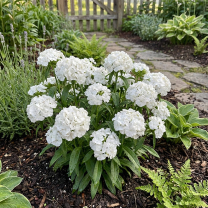 White Dianthus Flower Seeds Planting Pure