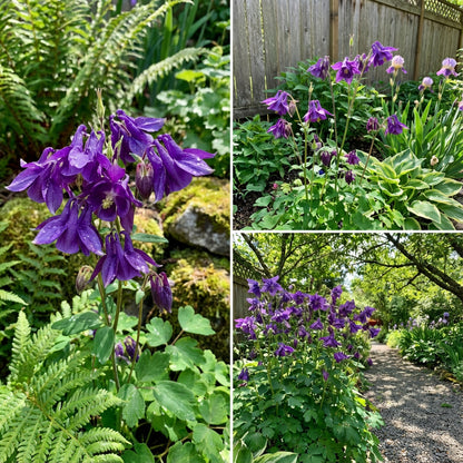Aquilegia Purple Plant Seeds , Easy-to-Grow Perennial Blooms