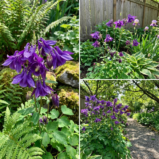 Aquilegia Purple Plant Seeds , Easy-to-Grow Perennial Blooms