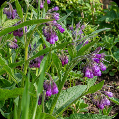 Symphytum Flower Seeds - Violet - High-Quality Seeds for Beautiful Blooms