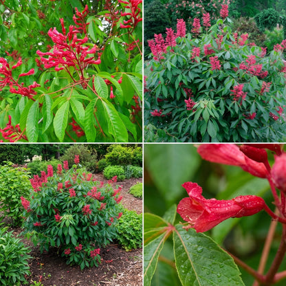 Aesculus Pavia Seeds, Enhance Your Garden with Ornamental Beauty