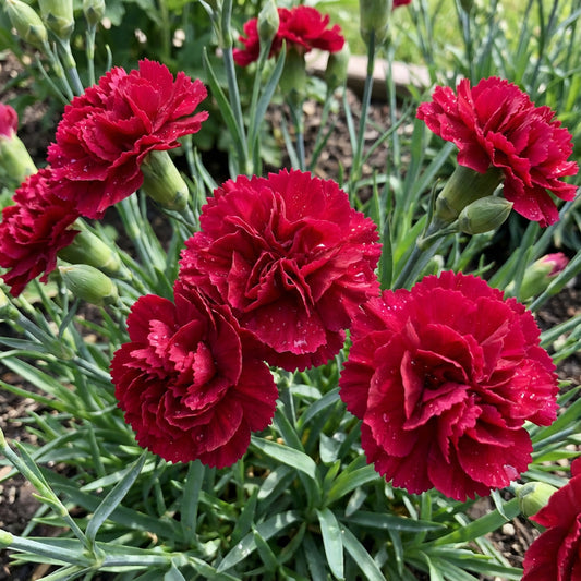 Bold Red Carnation Flower Seeds for Stunning Planting