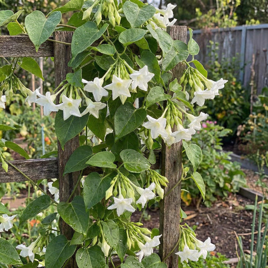 Loroco Planting Seeds - Grow Your Own Loroco