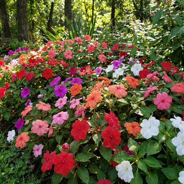 Impatiens Mix Flower Seeds for Planting - Vibrant Annual Flower Seeds for Shaded Gardens
