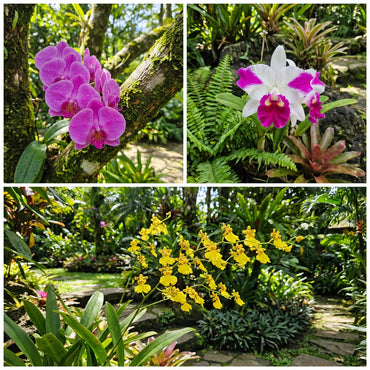 Orchid Flower Planting Seeds for Vibrant Blooms